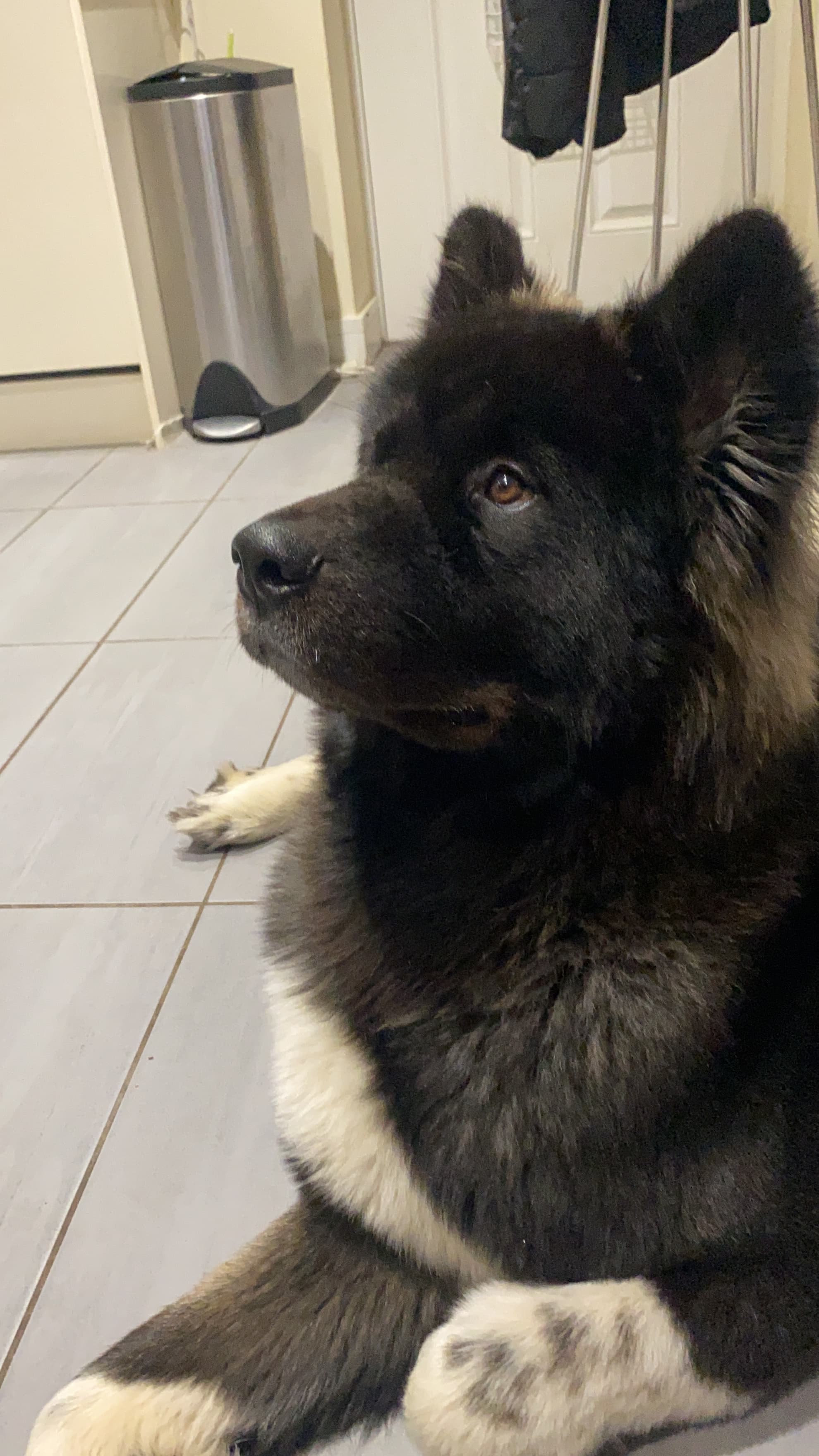 Dog training app - Titan Training Academy helping owners train their dogs