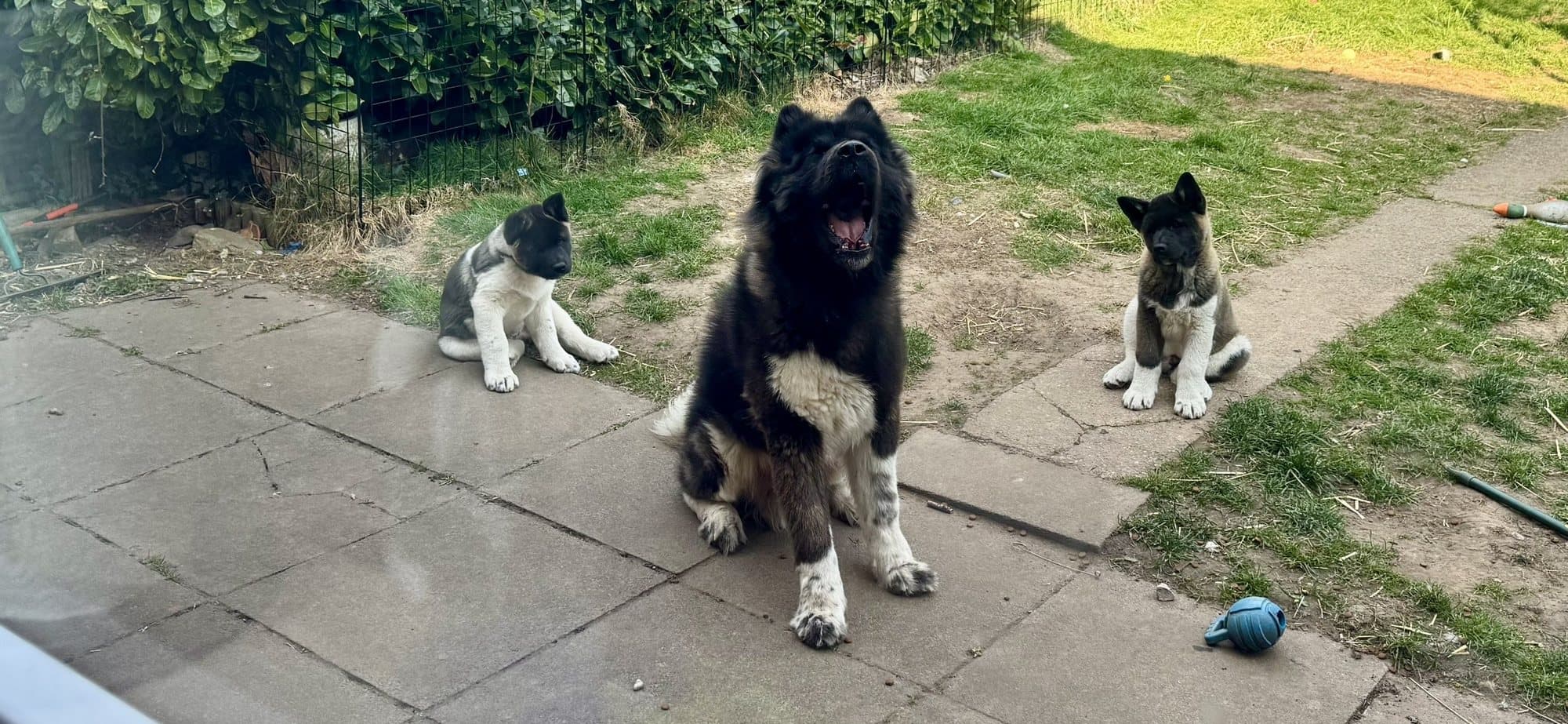 Three American Akitas sitting together in the garden